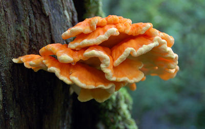 Close-up of orange leaf on tree