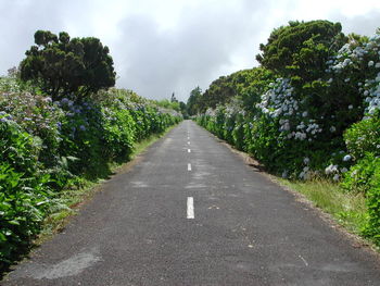 Road passing through trees