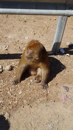 Squirrel on ground