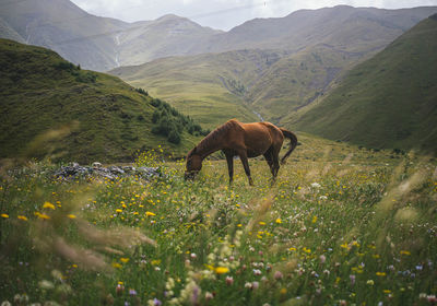 Horse grazing in a field