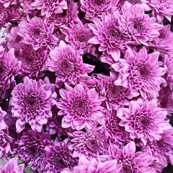 Full frame shot of pink flowering plants