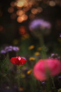 Close-up of pink flowering plant