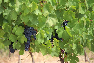 Close-up of grapes growing in vineyard