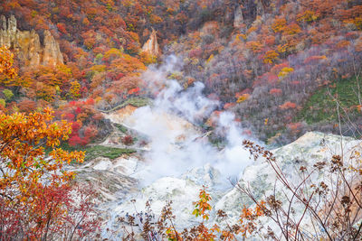 Scenic view of forest during autumn