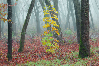 Trees in forest