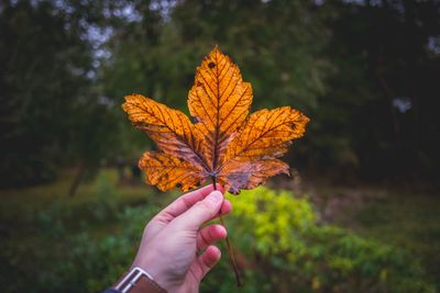 Close-up of hand holding maple leaf