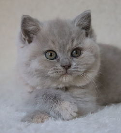 Close-up portrait of cat against white wall