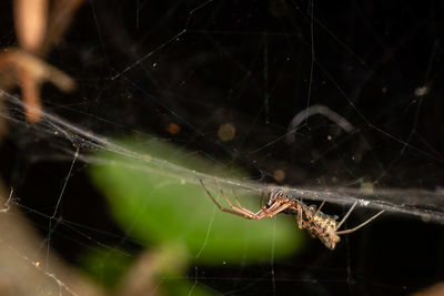 Close-up of spider on web