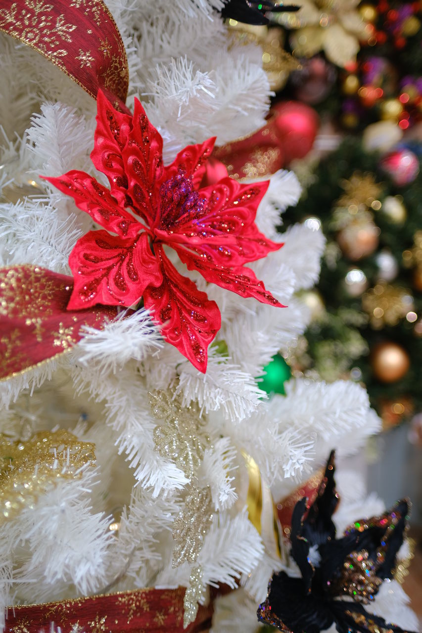 CLOSE-UP OF CHRISTMAS TREE IN WINTER