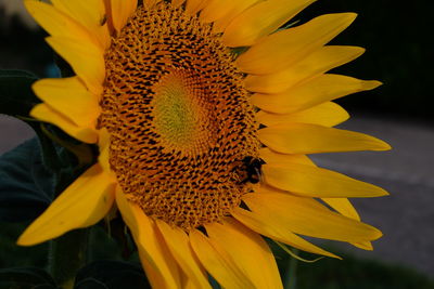 Close-up of sunflower