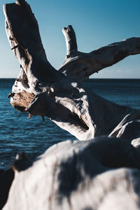 Driftwood on beach against sky