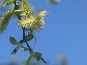 Close-up of flowering plant against blue sky