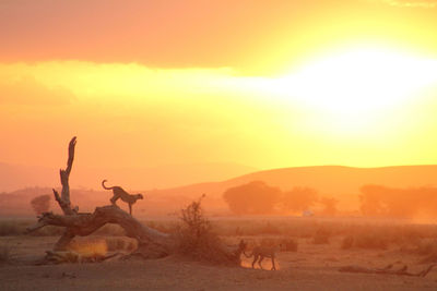 Cheetah in the wild, africa