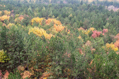 View of plants growing in forest