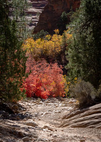 Scenic view of forest during autumn