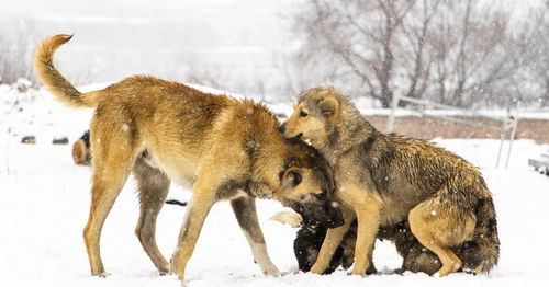 Dogs on snow covered field