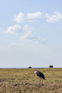 Horse in a field