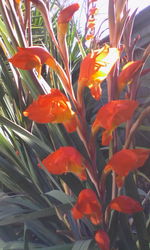 Close-up of red flower