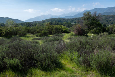 Scenic view of grassy field against cloudy sky