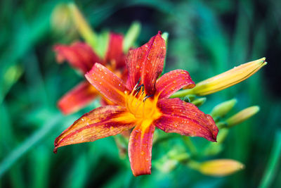 Close-up of lily blooming outdoors