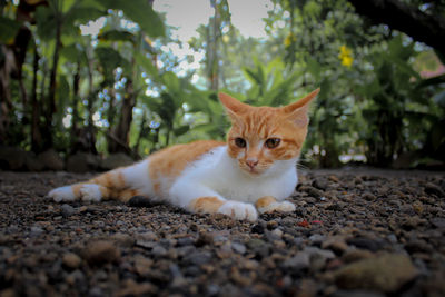 Close-up portrait of a cat