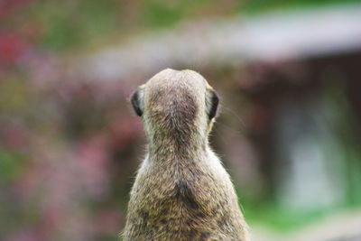 Rear view of giraffe