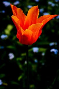 Close-up of orange flower