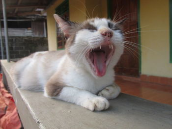 Close-up of a cat yawning