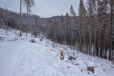 Trees on snow covered field against sky