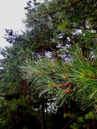 Low angle view of pine tree in forest