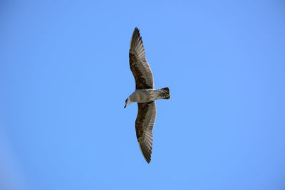 Bird flying against clear blue sky