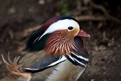 Close-up of duck