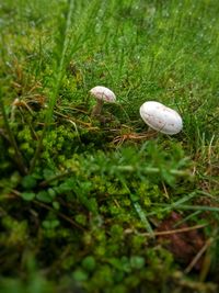 Close-up of white mushrooms on field