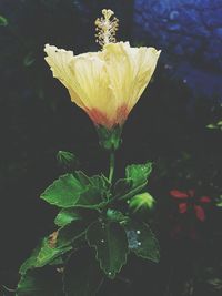 Close-up of yellow flower growing on plant