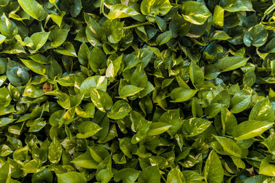 Full frame shot of green leaves