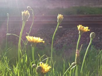 Close-up of yellow flowers blooming on field