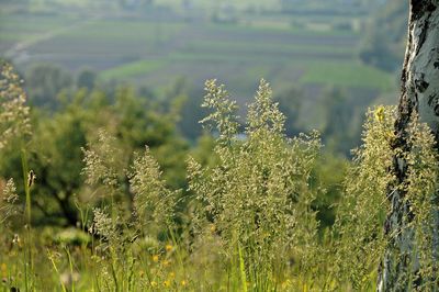 Close-up of plants growing on field