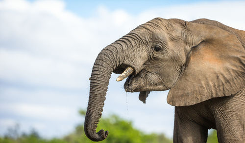 The african bush elephant