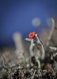 Close-up of ladybug on water