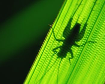 Close-up of insect on leaf