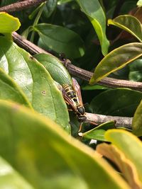 Close-up of insect on leaf