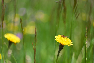 Close-up of yellow flowering plant