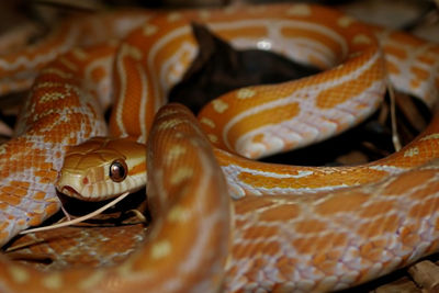 Close-up of snake