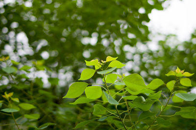 Close-up of leaves