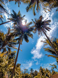 Low angle view of coconut palm trees against sky on sunny day
