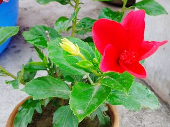 Close-up of red flower