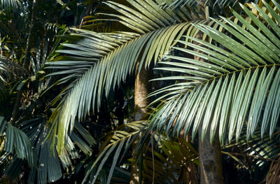 Leaves of lush green palm trees inside ajc bose indian botanic garden