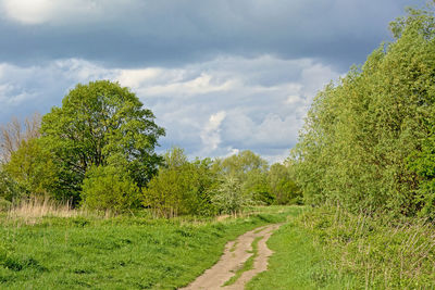 Trees growing on field against sky