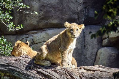 Cat sitting on rock against trees at zoo