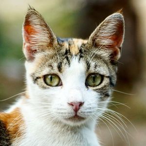 Close-up portrait of a cat